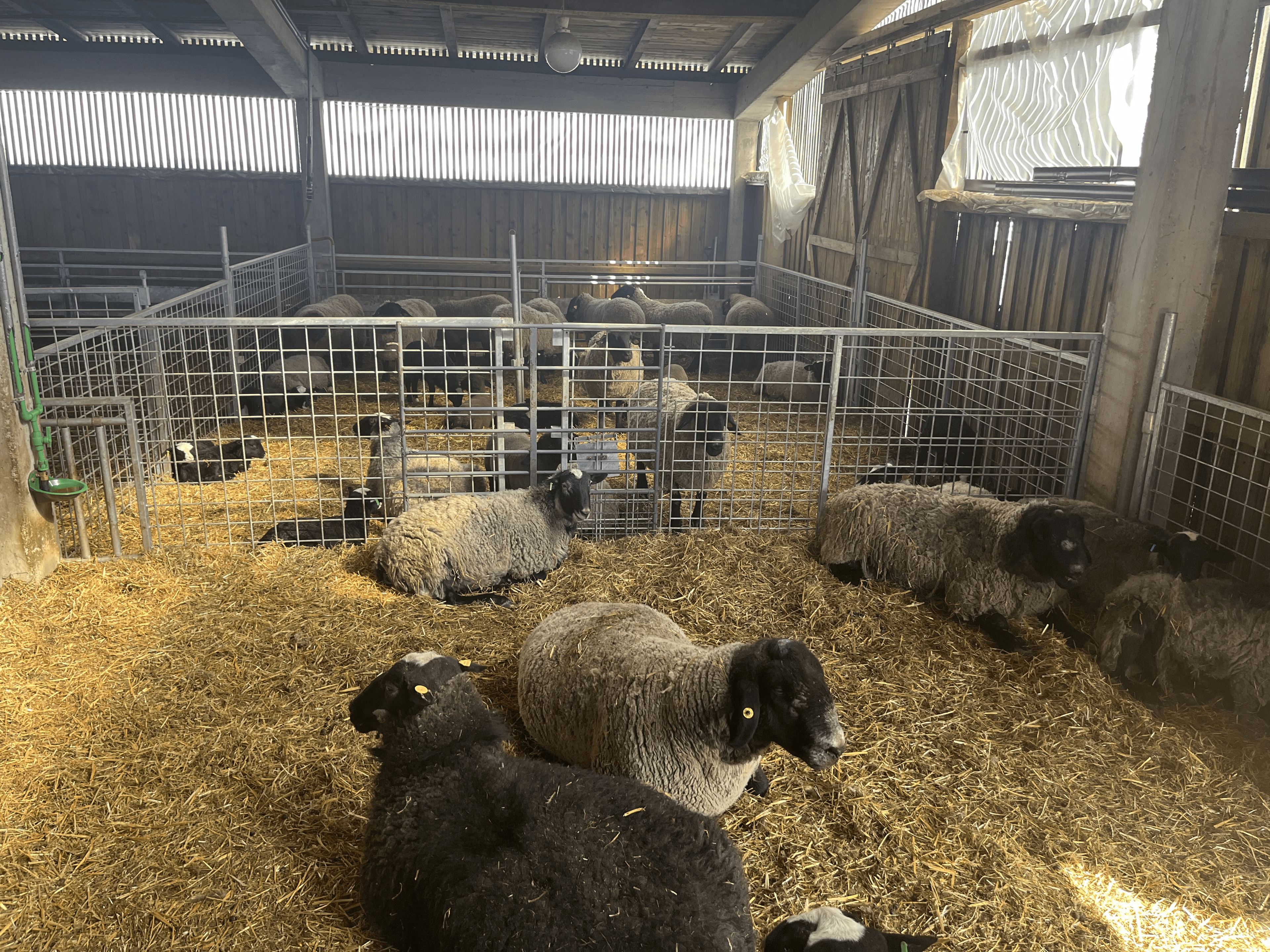 Sheep in pens