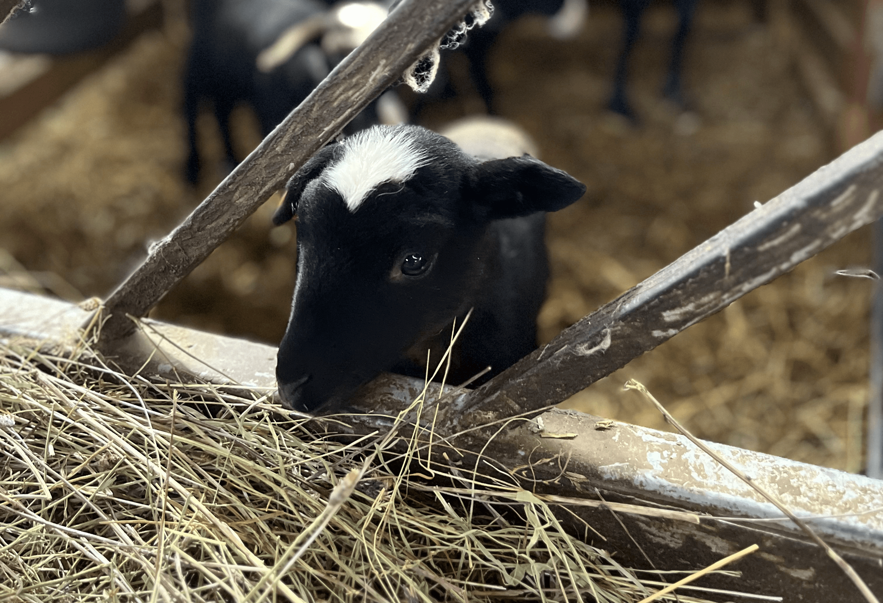 Cute tiny lamb looking at camera and eating grass